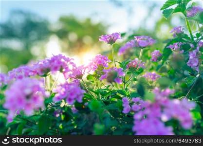 Beautiful floral bush in the orchard in sunny day, fresh green shrub with purple flowers on the flowerbed, abstract natural background, amazing gentle beauty of summer garden. Beautiful purple flowers