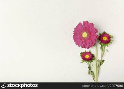 beautiful floral daisies with white background