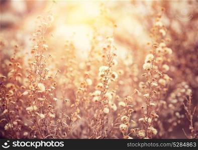 Beautiful floral field in sunny day, grunge style photo, abstract floral background, gorgeous mobile wallpaper, beauty of nature concept