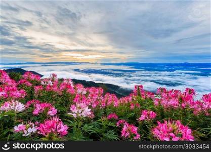 Beautiful flower and fog on the view of mountains, winter landscape with foggy