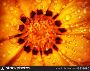 Beautiful flower background, bright yellow camomile with dew drops on petals, abstract floral wallpaper, extreme closeup macro on beauty of nature&#xA;