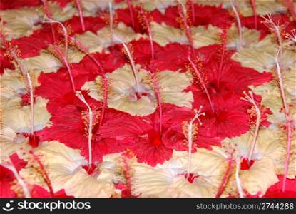 beautiful flower background with red and yellow hibiscus pistilles flowers
