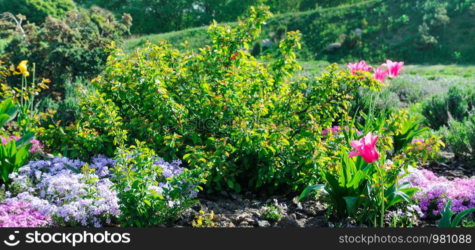 Beautiful flower bed with the first spring flowers. Wide photo.