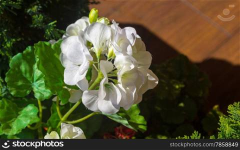 beautiful flower carnation white