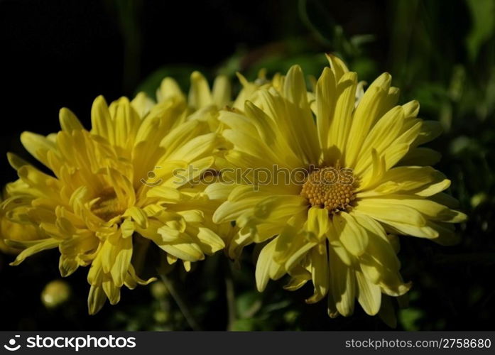 beautiful flower chrysanthemum. Close-up