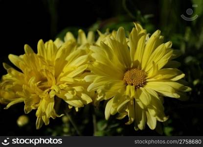 beautiful flower chrysanthemum. Close-up