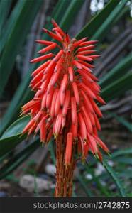 beautiful flower close up &rsquo;Aloe Ciliaris&rsquo;