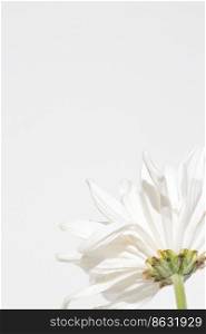 Beautiful flower concept, Blooming white large chrysanthemum isolated on bright white background.