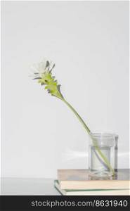 Beautiful flower concept, White pathumma or siam tulip in vase on the books on grey background.
