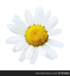 Beautiful flower daisy (chamomile) isolated on white background