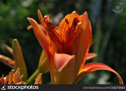 beautiful flower day lily. Close-up