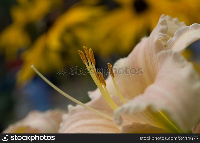 beautiful flower daylily. Close-up