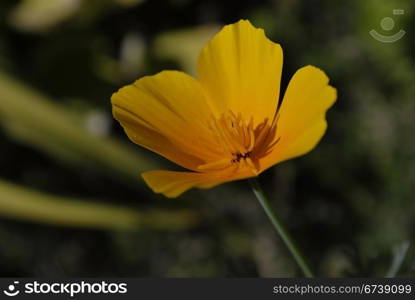 beautiful flower eschscholzia. Close-up