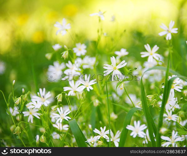 Beautiful flower field