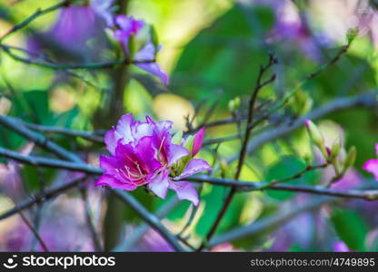 beautiful flower in a garden. beautiful violet and white flower in a garden