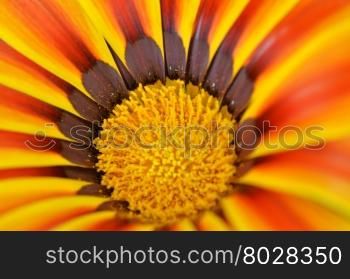 Beautiful flower in a meadow, close up micro.