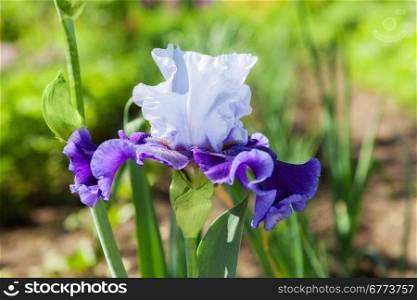 beautiful flower iris closeup. blue, purple