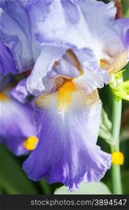 beautiful flower iris closeup. blue, purple, orange