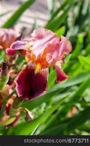 beautiful flower iris closeup. orange, burgundy