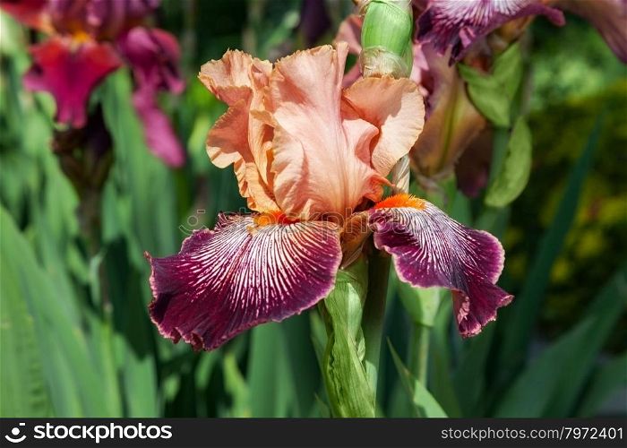 beautiful flower iris closeup. orange with maroon