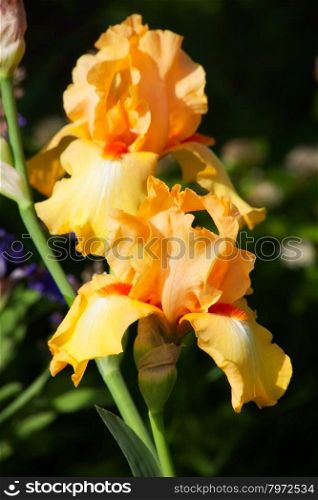 beautiful flower iris closeup. orange with maroon
