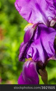 beautiful flower iris closeup. Purple and yellow