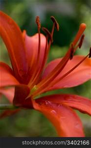 beautiful flower lily. close-up
