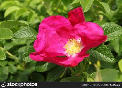 beautiful flower of a bright dog rose