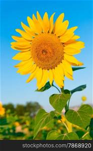 beautiful flower of a sunflower on a background of blue sky