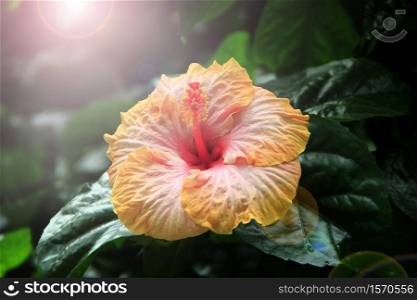 Beautiful flower of Hibiscus in sunny rays. Yellow Hibiscus blooming in jungle. hibiscus flower on green background. In tropical garden. Hibiscus hawaiian plant growth in rainforest jungle. Beautiful flower of Hibiscus in sunny rays. In tropical garden