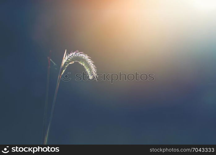 beautiful flower of tropical forest, the nature image use for background or wallpaper, vintage filter image