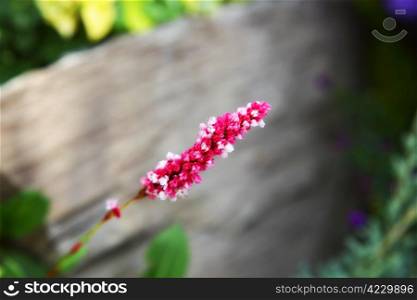 beautiful flower pink knotweed. nature