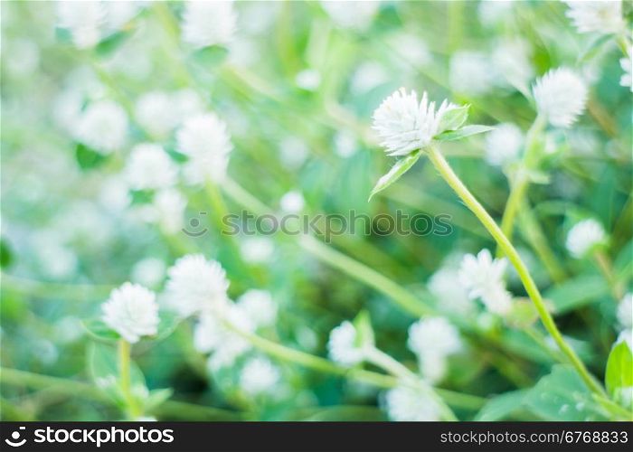 Beautiful flower plant on summer, stock photo