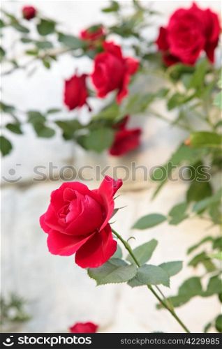 beautiful flower red rose. nature