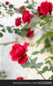 beautiful flower red rose. nature