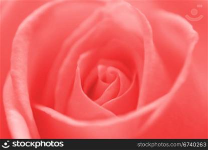 beautiful flower rose. Close-up