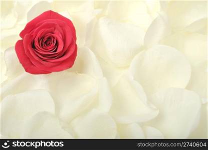beautiful flower rose. closeup