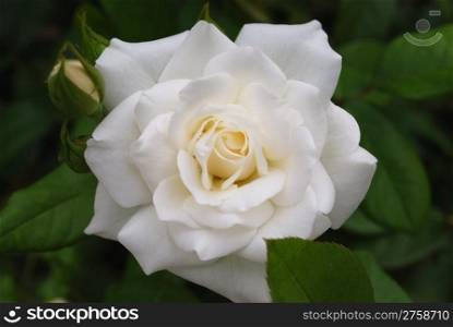 beautiful flower rose. closeup