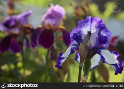beautiful flower two-colored iris. closeup