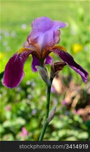 beautiful flower two-colored iris. closeup