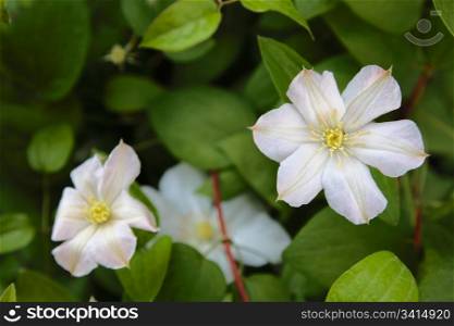 beautiful flower white clematis. closeup