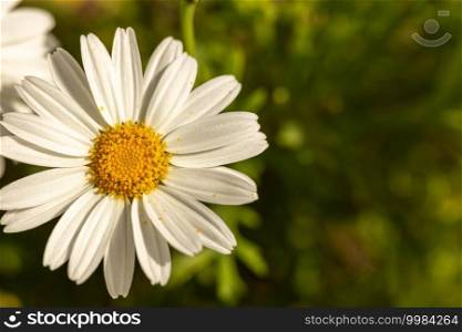 Beautiful flower white daisy in the middle of its pollination