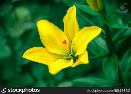Beautiful flower yellow lilies in the garden. Beautiful flower yellow lilies