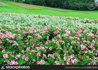 Beautiful flowerbed in city park