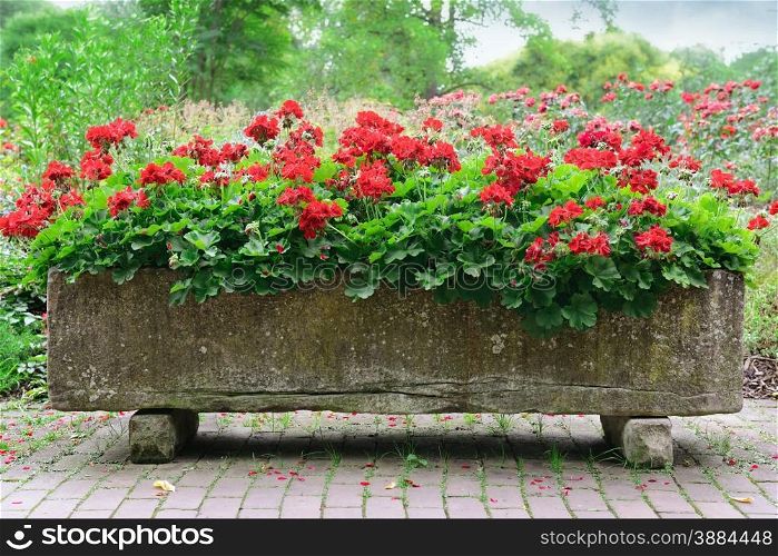 beautiful flowerbed in park