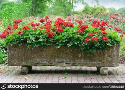 beautiful flowerbed in park