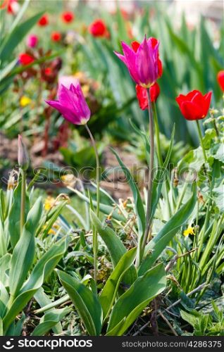 Beautiful flowerbed in the spring time. Nature many-colored background.
