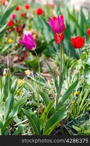 Beautiful flowerbed in the spring time. Nature many-colored background.