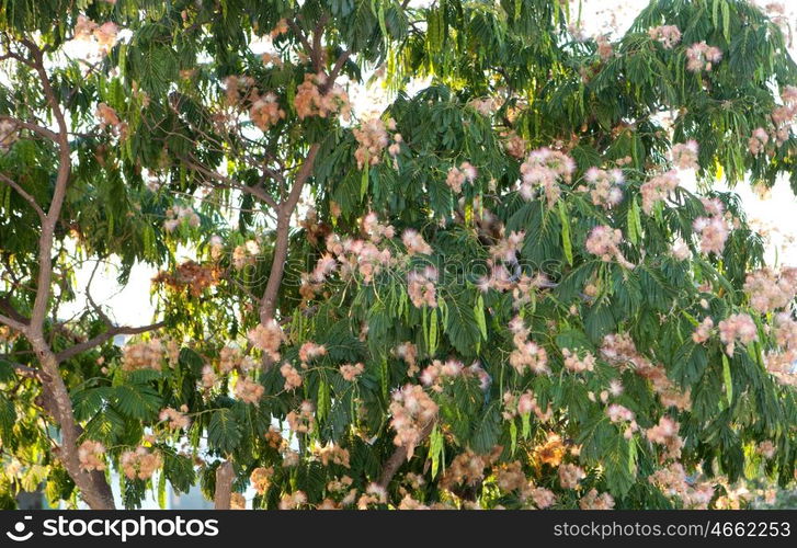 Beautiful flowered tamarind tree with green leaves