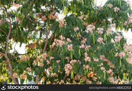 Beautiful flowered tamarind tree with green leaves